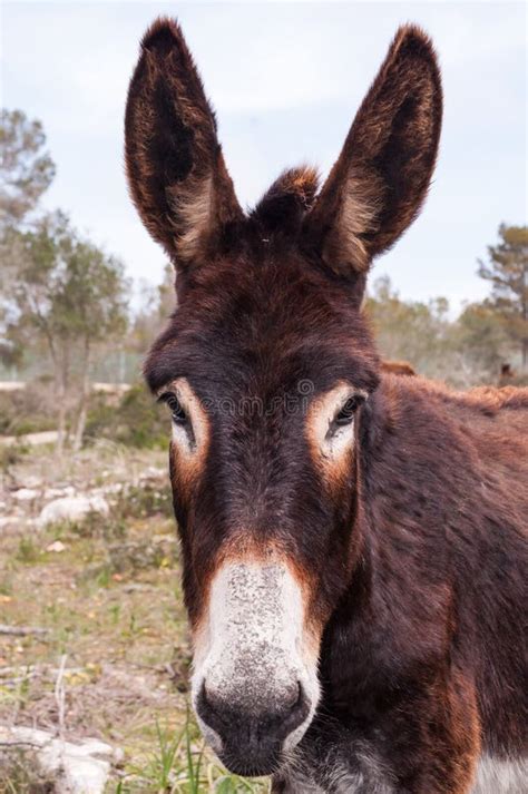 Catalonian Donkey Stock Image Image Of Ignorance Balearic 52572625