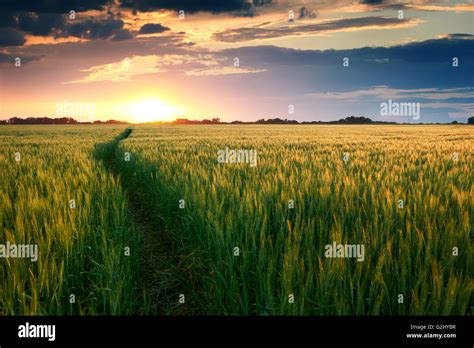 Beautiful Sunset In Field With Pathway To Sun Summer Landscape Bright
