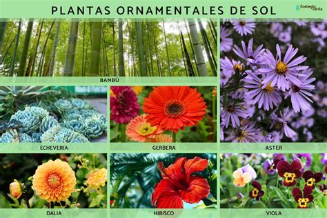 25 Plantas Ornamentales Qué Son Tipos Nombres Imágenes Y Vídeos