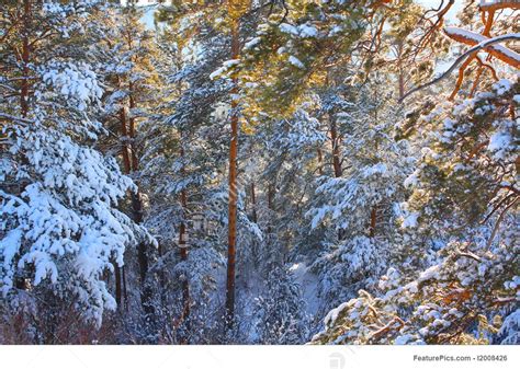 Winter Season Winter Pine Trees Stock Photo I2008426 At