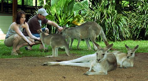 Daintree Rainforest Tours Cape Tribulation Wildlife Daintree