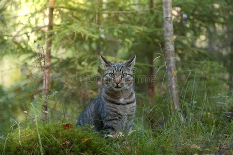 Grey Cat Playing In Forest And Looking At Camera Stock Photo Image Of
