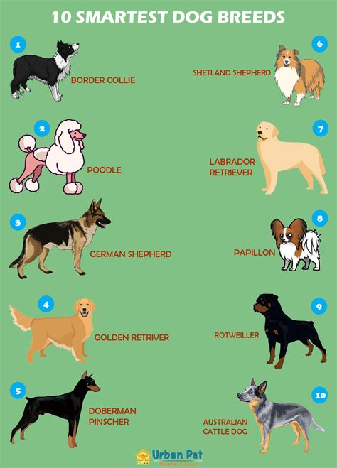 Pet News And Articles Urban Pet Hospital Blog 10 Smartest Dog Breeds