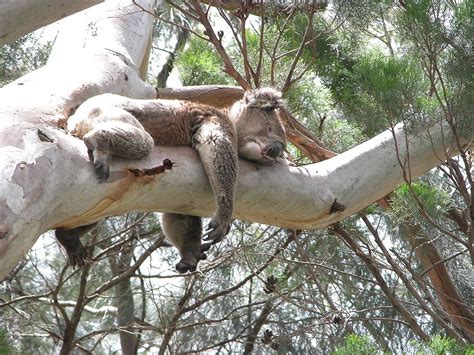 Scientists Solve Mystery Of Why Koalas Hug Trees Descrier News