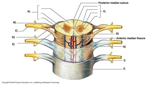 Spinal Meninges Diagram Quizlet