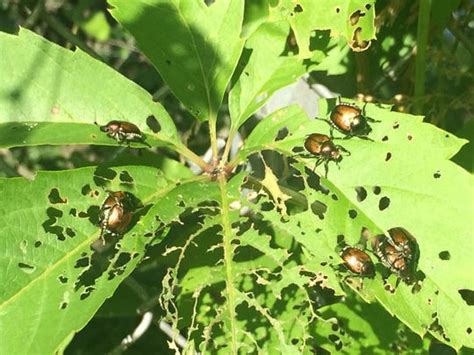 Japanese Beetles Invade Central Wisconsin
