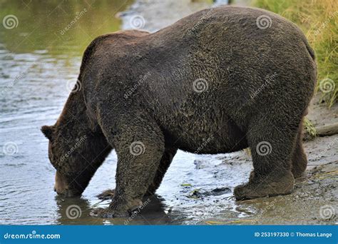 A Big And Fat Male Grizzlybaer Is Drinking Water In A Creek Into The