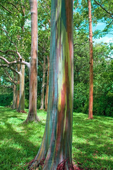 Hawaii Maui Hana Rainbow Eucalyptus Tree Trunk Stock Photo Dissolve