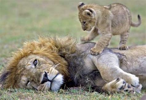 Funny Lion Cubs Funny Animals