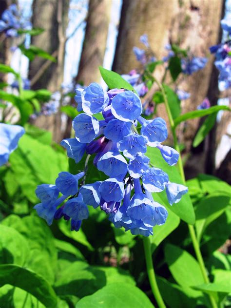 M Is For Mertensia Virginicum Also Known As Virginia Bluebells They
