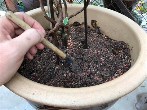 Avokado adalah sejenis tanaman yang memerlukan tanah yang subur, gembur dan tidak sesuai ditanam di tnah yang berpaya atau berair. Cara Baja Pokok Dalam Pasu Untuk Yang Baru Belajar ...