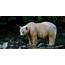 Searching For The Spirit Bear In British Columbias Great Rainforest
