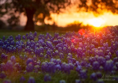 Sunset In The Bluebonnets San Marcos Photos Print Store