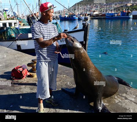 Man Commonly Known As The Seal Man Of Hout Bay Feeding Seal With Fish