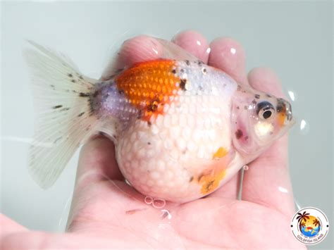 Pearlscales Mousehead 35 4 Inches 0814pe00ca335tg207 Goldfish Island