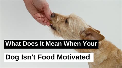 What Does It Mean When Your Dog Is Not Food Motivated Youtube
