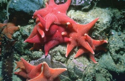 Starfish Characteristics Reproduction Habitat Types And More