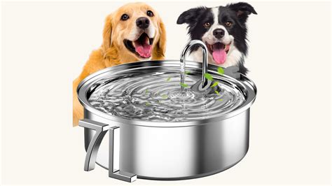 Top 8 Best Dog Water Fountains For Hydrated Pups In 2023