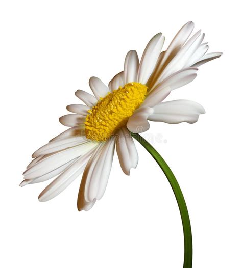 Camomile Flower Stock Vector Illustration Of Blossom 30961613