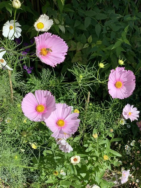 Container Cosmos How To Grow Cosmos In Small Spaces — Meadowlark Journal