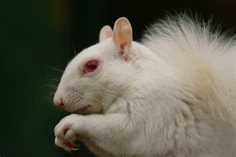Studies Show No Toxicity On Swarna Prashana On Albino Rats Swarna