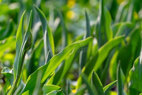 Tulip Leaves As A Background Stock Photo Image Of Flora Fresh 218849250