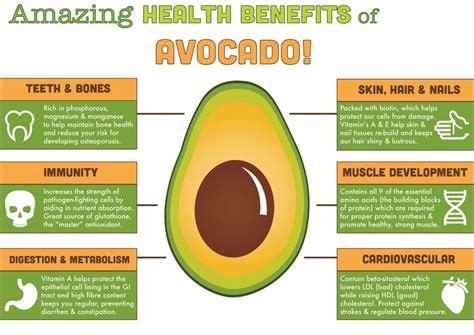 Health Benefits Of Avocado Health Tips Centre Avocado Health Benefits
