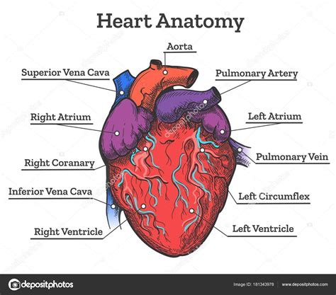 Anatom A Del Coraz N Humano Vector Sketch Esquema De Medicina The