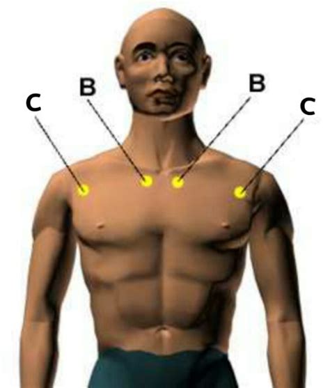 Manfaat bunga tapak dara sayang untuk anda lewatkan. Urutan Di Dada Belakang Badan Dan Tapak Tangan Boleh ...