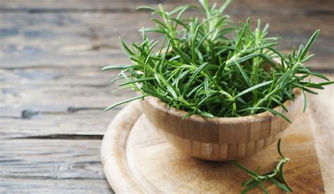 Rosemary Facts Benefits Grow And Care Tips In 2023