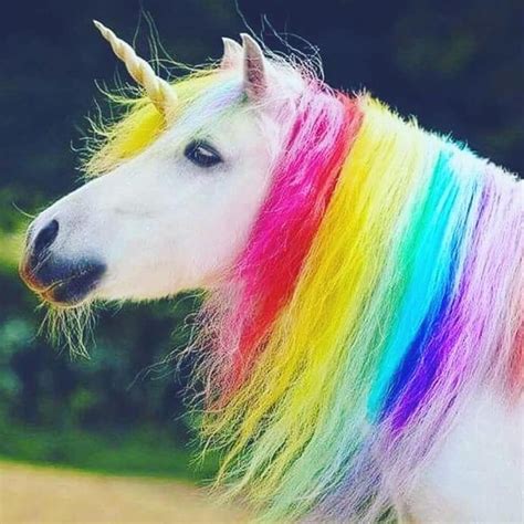 Rainbow Unicorn Real Desenhos Para Colorir Ariel