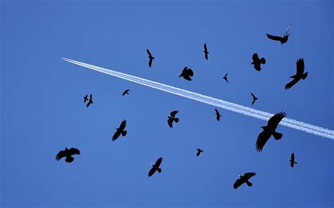 Flock Of Birds Birds Flying Sky Flock Hd Wallpaper Wallpaperbetter