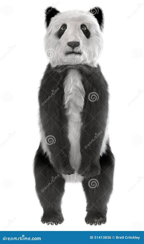 Panda Bear Standing Stock Illustration Image 51413836