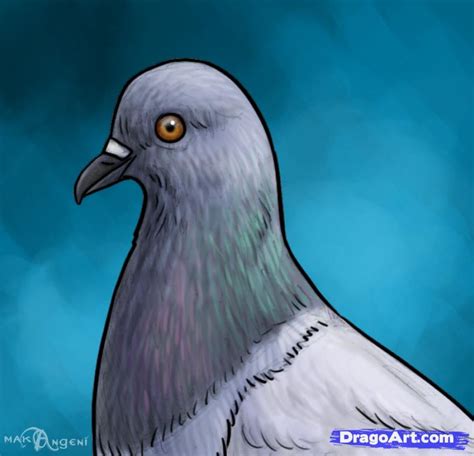 How To Draw Pigeons Step By Step Birds Animals Free Online Drawing