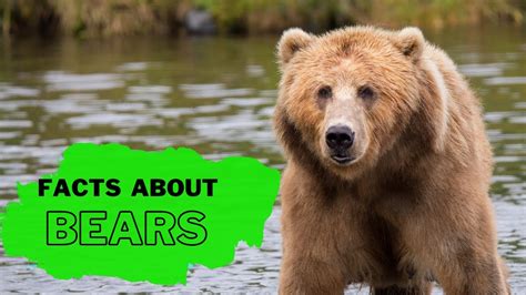 Bear Facts For Kids Interesting Educational Video About Bears For