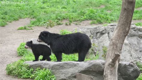 Queens Zoo Debuts 1st Ever Andean Bear Cub In New York Abc7 New York