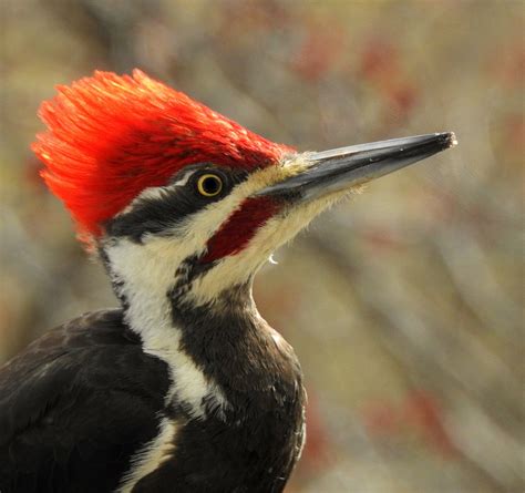 Male Pileated Woodpecker Smithsonian Photo Contest Smithsonian Magazine