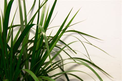 Events — Joplin Greenhouse & The Coffee Shop