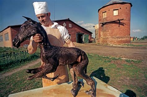 Що ми знаємо про чорнобильські мутації тварин