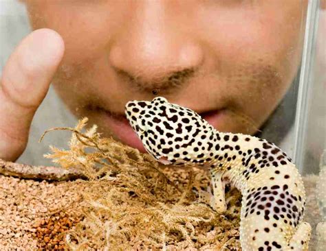 Leopard Gecko Care Sheet Leopard Gecko Tips