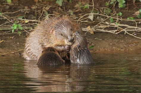 First Wild Population Of Beavers In England In 400 Years Is Given Full