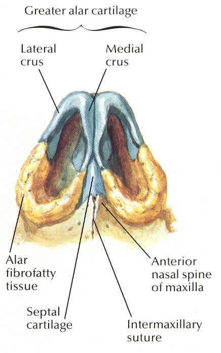 Anatomy Of The Nose Ph