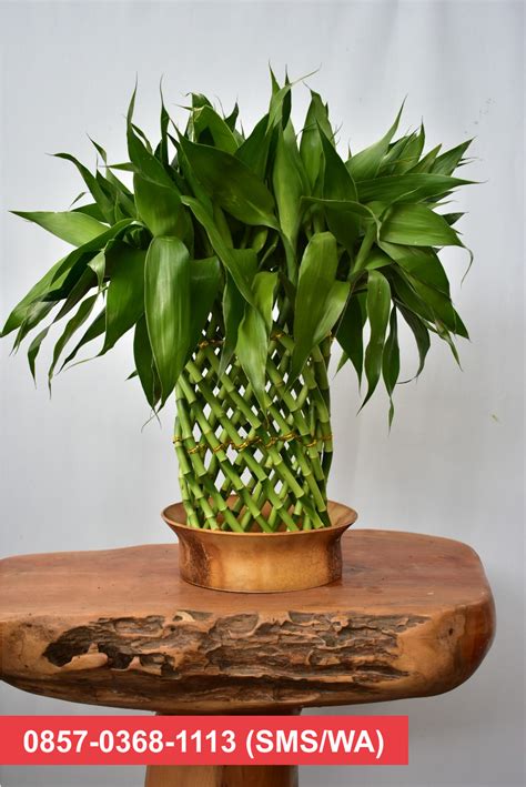 Gambar Bunga Bambu Jepang Gambar Bunga