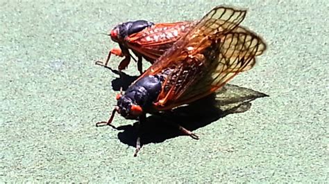 They are in the suborder auchenorrhyncha. Cicada Sounds - YouTube