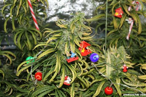 10 Best Weed Christmas Trees That Will Lift Your Christmas Spirit