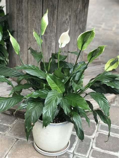 Houseplant Peace Lily In Decorative Pot Fergusons Garden Center