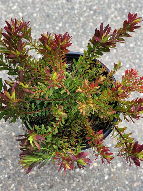 When you buy (red) from our partners, your choice impacts millions of people affected by pandemics like covid and aids. Leucadendron salignum 'Winter Red' | Native Sons Wholesale ...