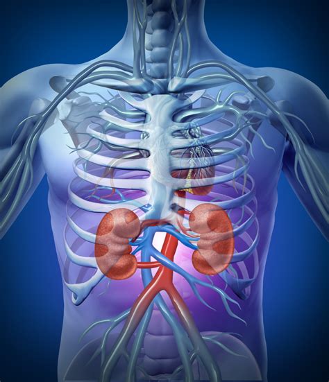 These 3 Things To Clean Your Kidneys Is Also Beneficial For The Immune