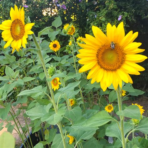 30 Premium Giant Sunflower Seeds Welldales