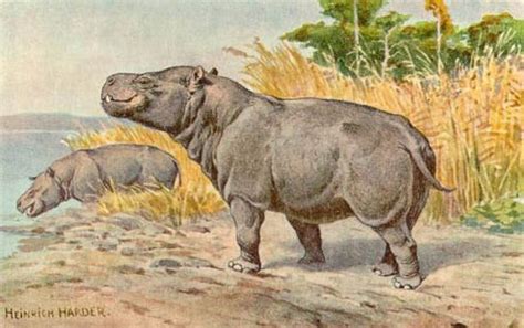 Prehistoric Hippo Metamynodon Possessed A Bulbous Hippo Like Body And